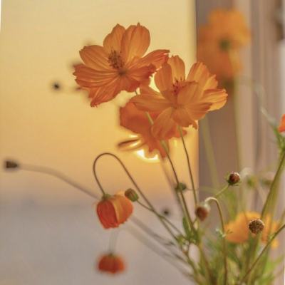 开元·appapp下载